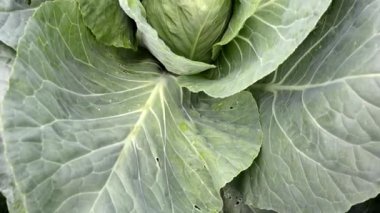 Bahçedeki bir yatakta genç bir lahana başı büyüyor. Yeşil lahana yaprakları.