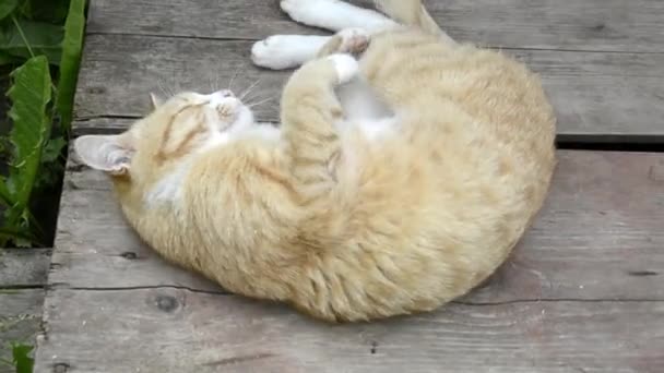 Un gato tabby rojo está tomando el sol en una plataforma de madera. Primer plano de un gato en verano al sol en un día caluroso. — Vídeos de Stock