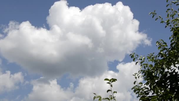 Una hermosa nube de aire blanco flota sobre el cinturón forestal. Cielo azul con nubes blancas sobre los árboles. — Vídeos de Stock