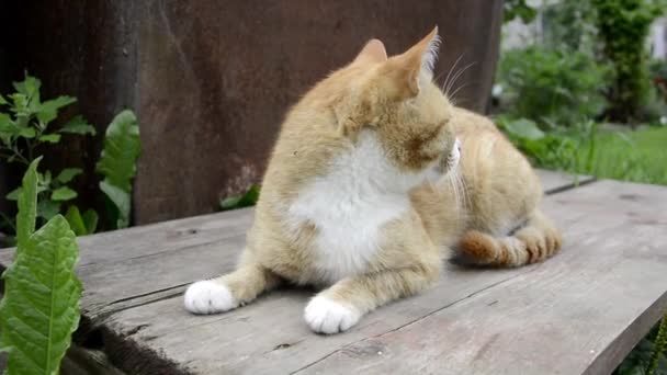 Μια κόκκινη αγριόγατα λιάζεται στον ήλιο σε μια ξύλινη πλατφόρμα. Κοντινό πλάνο μιας γάτας το καλοκαίρι σε μια ζεστή μέρα. — Αρχείο Βίντεο