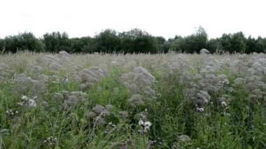 Çiçekli çayır. Çiçekler ve bitkilerle dolu bir tarla. Çayır otlarının manzarası. Şehrin dışındaki doğal doğa. Çiçekler güçlü bir rüzgarda sallanıyor..