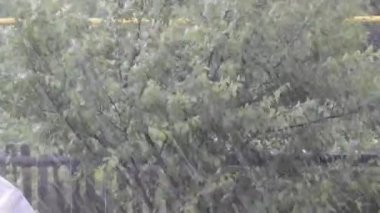 Kasırga. Şiddetli yağmur ve rüzgar. Ağaçlar güçlü rüzgarda sallanıyor. Hava koşulları.