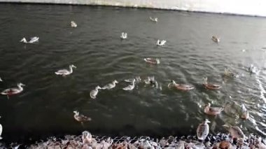 Mallard ördekleri gölette yüzer. Bir ördek sürüsü şehir göletinde yüzer. İnsanlar ördekleri ekmek kırıntılarıyla besler..