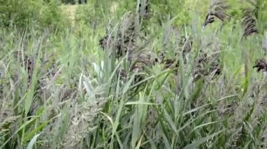 Sedge çiçek açar. Çiçekli çayır. Çiçekler ve bitkilerle dolu bir tarla. Çayır otlarının manzarası. Doğal doğa şehrin dışında..