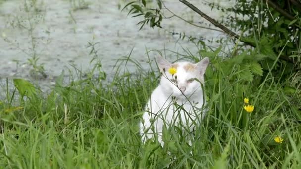 Un viejo gato blanco y esponjoso camina a lo largo de la orilla de un estanque en un día soleado caliente. Gato en la hierba primer plano. — Vídeos de Stock