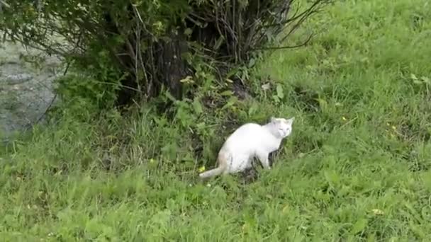Старий білий пухнастий кіт прогулюється вздовж берега ставка в спекотний сонячний день. Кіт у траві . — стокове відео