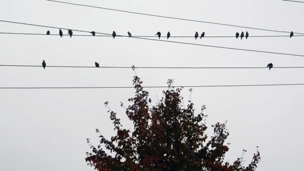 A madarak elektromos vezetékeken ülnek egy fa felett. Egy madárcsorda az égen. Kis madarak sziluettje könnyű háttérrel. — Stock videók