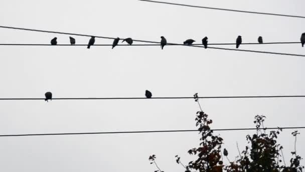 Vögel sitzen an Stromdrähten. Ein Schwarm Vögel gegen den Himmel. Silhouette kleiner Vögel auf hellem Hintergrund. — Stockvideo