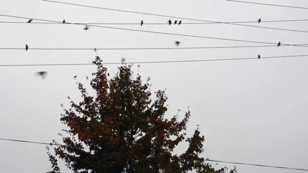 A madarak drótokon ülnek egy fa felett. Egy madárcsorda az égen. Kis madarak sziluettje könnyű háttérrel. — Stock videók