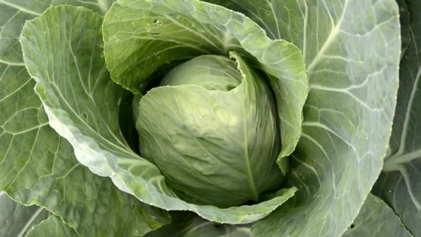 Νωρίς άσπρο λάχανο. Ένα κεφάλι από λάχανο φυτρώνει σε ένα κρεβάτι στον κήπο. Πράσινα λάχανα. — Αρχείο Βίντεο
