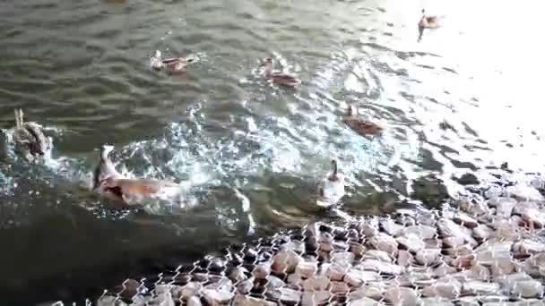 野鸭在池塘里游泳,啄食面包屑.一群鸭子在城市池塘里游泳.人们喂鸭子. — 图库视频影像