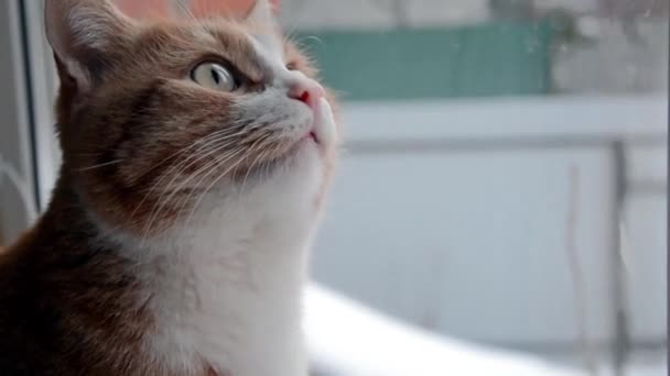 Il gatto tabby rosso guarda fuori dalla finestra i fiocchi di neve che cadono. Close - su di un gatto in inverno. — Video Stock