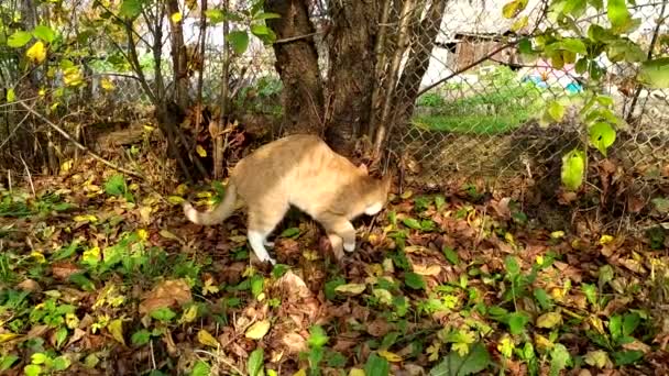 Gato rojo agudiza sus garras en el tronco de un ciruelo al aire libre. Un gato camina en el jardín en un día soleado de verano. — Vídeos de Stock