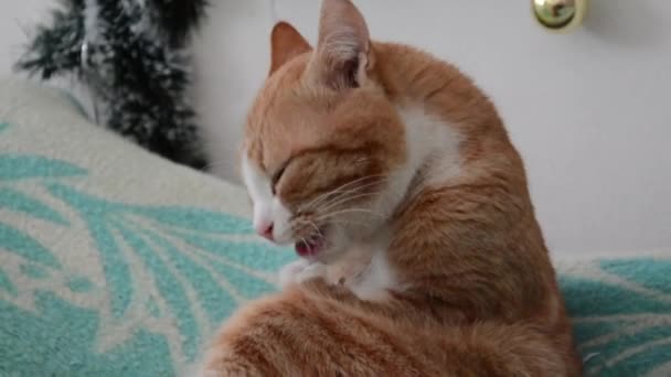 Czerwony kot myje twarz. Słodkie zwierzątko leżące na łóżku. Close - do góry kota. — Wideo stockowe