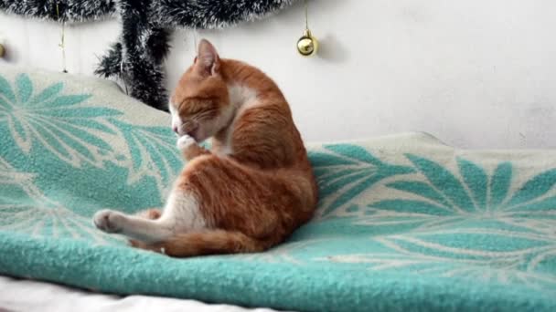 Ο κόκκινος γάτος πλένει το πρόσωπό του. Χαριτωμένο κατοικίδιο ξαπλωμένο στο κρεβάτι. — Αρχείο Βίντεο