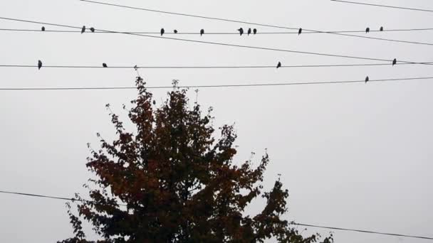 Silhouette kleiner Vögel auf hellem Hintergrund. Vögel sitzen an Stromdrähten über einem Baum. Ein Schwarm Vögel gegen den Himmel. — Stockvideo