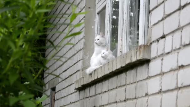 Οι λευκές γάτες κάθονται στο παράθυρο στην ύπαιθρο. Οι γάτες περπατούν κοντά στο σπίτι μια ηλιόλουστη καλοκαιρινή μέρα. — Αρχείο Βίντεο