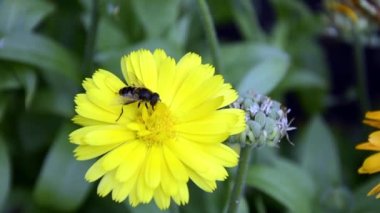 Cal? ndula yakın plan. Varyetal Bush Calendula çiçek tarhında yetişiyor. Bahçe çiçekleri manzaranın tasarımında kadife çiçekleri. Asteraceae ailesinin bitkisi arılar tarafından tozlaştırılır..
