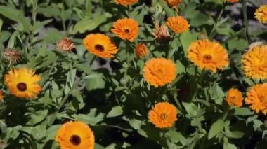 Calendula bahçede bir çiçek tarlasında yetişiyor. Bush 'un sıradan takvimi. Cal ndula bahçe çiçekleri peyzaj tasarımında. Asteraceae familyasından bir bitki, halk arasında kadife çiçeği olarak bilinir..