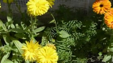 Varyetal Bush Cal ndula. Calendula bahçede bir çiçek tarlasında yetişiyor. Bahçe çiçekleri manzaranın tasarımında. Asteraceae familyasından bir bitki, halk arasında kadife çiçeği olarak bilinir..