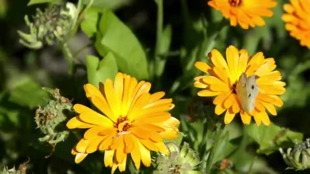 Cal 'ndula zblízka. Motýli na odrůdovém Bush kalendáři roste v záhonu květin. Marigold květiny v krajině designu. Rostlina čeledi Asteraceae. — Stock video