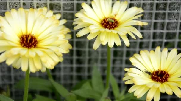 Calêndula variedade Bush. Flores do jardim Cal =ndula em design de paisagem. Calêndula cresce em um canteiro de flores no jardim. Uma planta da família Asteraceae, popularmente chamada de calêndulas. — Vídeo de Stock