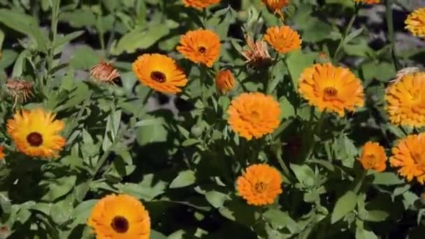 Calendula rośnie w kwietniku w ogrodzie. Calendula odmiany krzewów. Cal � ndula kwiaty ogrodowe w projektowaniu krajobrazu. Roślina z rodziny Asteraceae, popularnie nazywana marigoldami. — Wideo stockowe