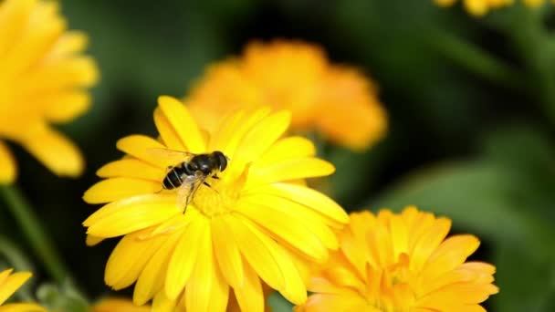 Primo piano di Cal Ligundula. La calendula di Bush varietale cresce in un'aiuola. Fiori di calendula nella progettazione del paesaggio. La pianta della famiglia delle Asteraceae è impollinata dalle api. — Video Stock