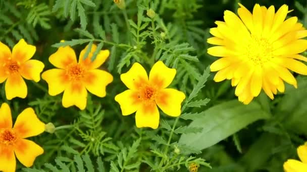 マリーゴールドは庭の花壇で成長します。小さなマリーゴールドの品種クラスター。庭園の花は、景観デザインにタグ · ホイヤー。アスタリスク科の植物. — ストック動画