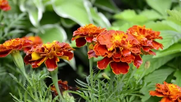 Calêndulas varietais. Calêndulas amarelas crescem em um canteiro de flores. Flores do jardim Etiqueta chalés no projeto da paisagem. Planta da família Asteraceae. — Vídeo de Stock