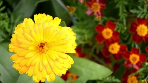 Odrůda Bush Cal 'ndula. Zahradní květiny v designu krajiny. Calendula roste v květinovém záhonu na zahradě. Rostlina z čeledi Asteraceae, lidově nazývaná marigolds. — Stock video