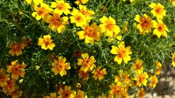 Calêndulas varietais. Marigolds amarelos crescem em um canteiro de flores no jardim. Flores do jardim Etiqueta chalés no projeto da paisagem. Planta da família Asteraceae. — Vídeo de Stock