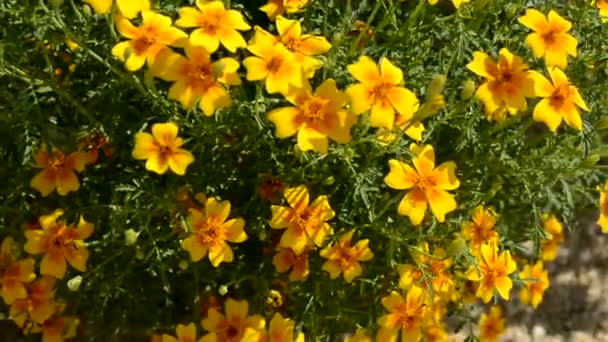 Żółte nagietki rosną w kwietniku w ogrodzie. Gromada odmian małych nagietek. Kwiaty ogrodowe Tag w projektowaniu krajobrazu. Roślina z rodziny Asteraceae. — Wideo stockowe