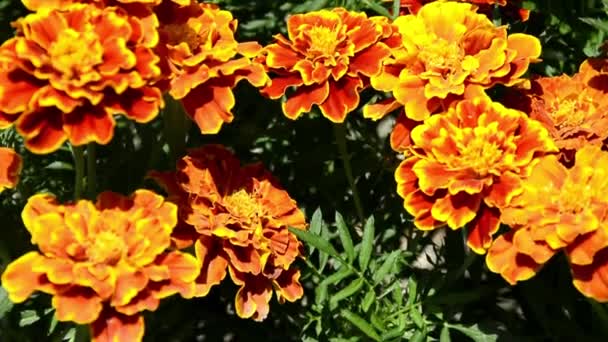 Yellow marigolds grow in a flower bed in the garden. Varietal marigolds. Garden flowers Tag��tes in the landscape design. Plant of the Asteraceae family. — Stock Video