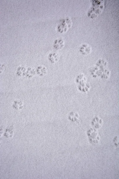 고양이 발자국이야 백설이 배경을 이루고 바닥에 — 스톡 사진