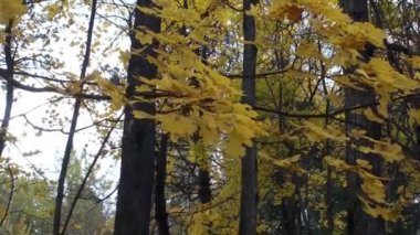 Sonbahar ormanı. Yapraklar ağaçlardan düşer. Sonbahar manzarası zamanı.