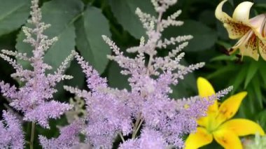 Çiçek açan Astilba yakın plan. Bahçede çiçek açan çalılar. Bahçe süsü olarak her daim çiçek.