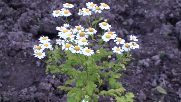 På den utgrävda åsen växte en klump trädgårdsprästkragar. Kärlekens blomma och för spådom på kronbladen. Fleråriga blommor för trädgårdsdekoration — Stockvideo