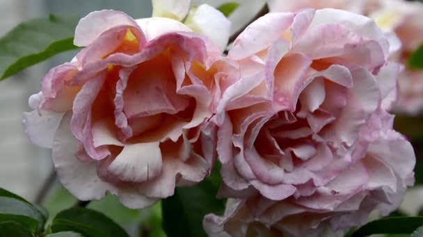 Una rosa ondeggia nel vento. C'era un cespuglio varietale di rosa fiorente nel giardino. Grandi boccioli di fiori. — Video Stock