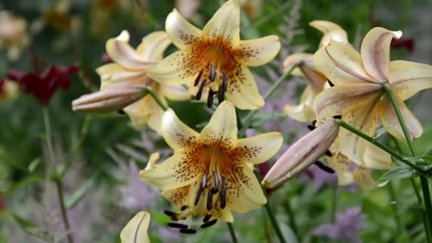 Busch-Tigerlilie. Wunderschöne große Lilien mit Tropfen auf den Blättern nach dem Regen. Malerisch blühende Taglilie inmitten von Blumen im Beet — Stockvideo