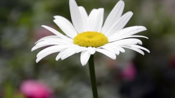 Kamomill närbild svänger i vinden. En solstråle bryter igenom en Daisy-blomma. Äng vita blommor omgivna av fleråriga gräs. Fleråriga blommor som trädgårdsdekorationer — Stockvideo