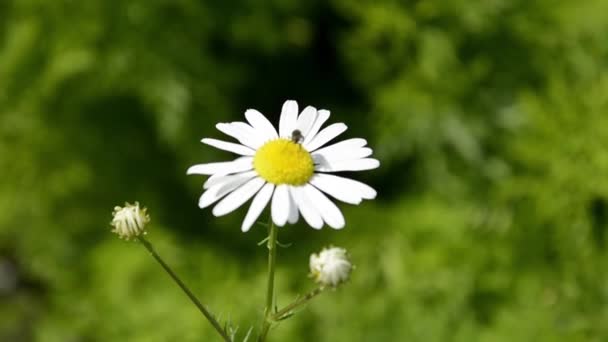 Camomila close-up balançando ao vento. Flor de amor e para adivinhação nas pétalas. Flores brancas Margarida em um fundo verde embaçado. Flores perenes para decoração de jardim. — Vídeo de Stock