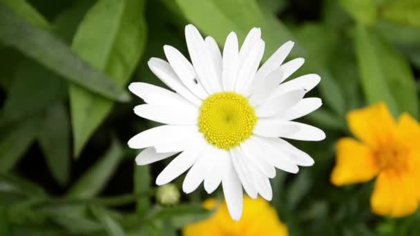 Camomila close-up ao vento. Flor de amor e para adivinhação nas pétalas. Flores brancas Margarida cercada por gramíneas perenes. Flores perenes para decoração de jardim. — Vídeo de Stock