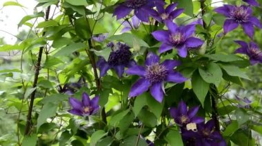 Clematis yakın plan. Yağmurdan sonra yapraklara damla damlatan Clematis çiçekleri. Bahçe dekorasyonu için bol bol çiçek açan güzel klematis çalısı.
