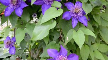 Clematis yakın plan. Yağmurdan sonra yapraklara damla damlatan Clematis çiçekleri. Çiçekli güzel klematis çalısı bahçe dekorasyonu için.