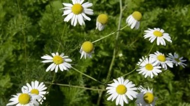 Tarla papatyaları rüzgarda sallanıyor. Aşk çiçeği ve taç yaprakları üzerindeki kehanet için. Bulanık bir arkaplanda bahçe süslemesi için daimi çiçekler