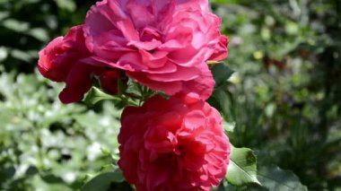 Kestane rengi gül. Rüzgarda savrulan gül gibi yakın plan. Yapraklarında çiy damlaları olan güzel bir gül çalısı. Bahçede pembe güller açıyor..