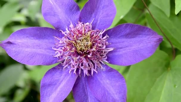 Clematis közelkép. Kék clematis virágok teljes virágban. Gyönyörű festői virágzó clematis cserje kerti dekorációhoz. — Stock videók