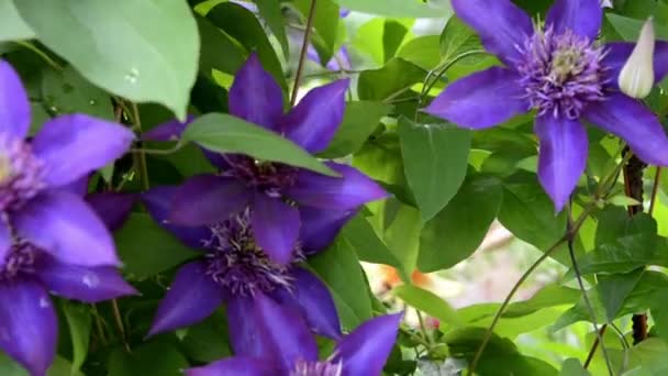 Primer plano de Clematis. Flores azules de clematis con gotas de rocío en el follaje. Hermoso arbusto clematis floreciente pintoresco para la decoración del jardín. — Vídeos de Stock