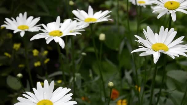 Zbliżenie Daisy Bush kołysze się na wietrze. Kwiat miłości i wróżby na płatkach. Biała Daisy kwiaty na rozmytym zielonym tle. Wieloletnie kwiaty do dekoracji ogrodu — Wideo stockowe